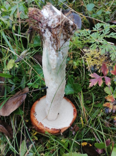 Leccinum aurantiacum