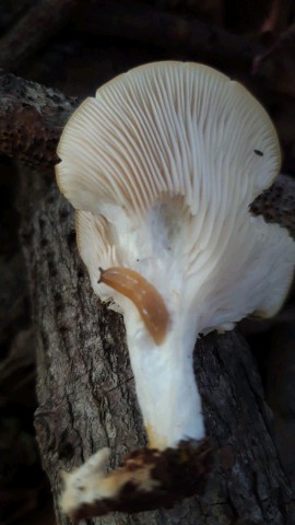 Pleurotus pulmonarius