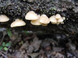 Crepidotus mollis