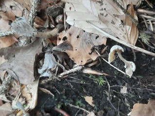 Craterellus undulatus