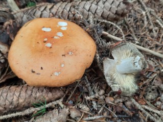 Russula decolorans