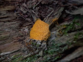 Fuligo septica