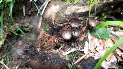 Cyathus striatus