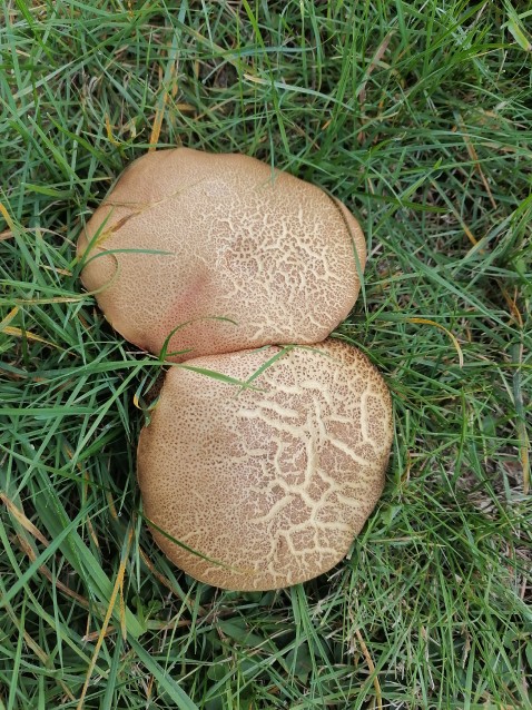 Xerocomellus chrysenteron