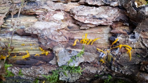 Calocera cornea