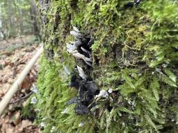 Xylaria hypoxylon