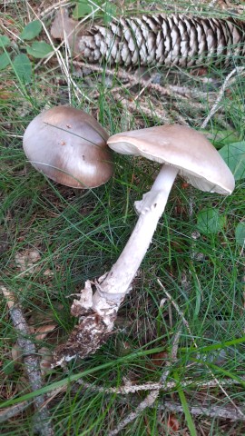 Amanita porphyria