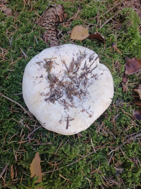 Lactifluus vellereus