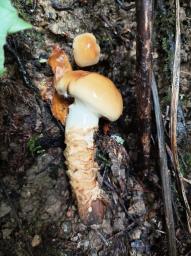 Cortinarius trivialis