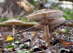 Chlorophyllum olivieri