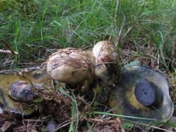 Cyanoboletus pulverulentus