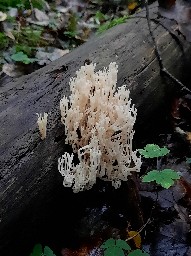 Artomyces pyxidatus