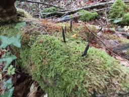 Xylaria longipes