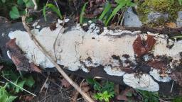 Phlebia rufa