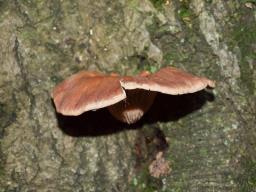 Pleurotus cornucopiae