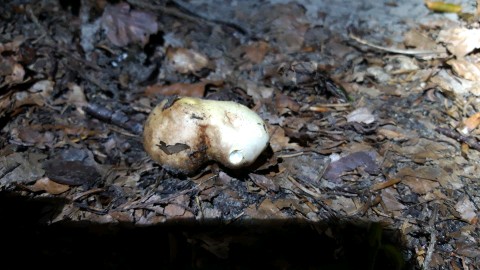 Russula integra