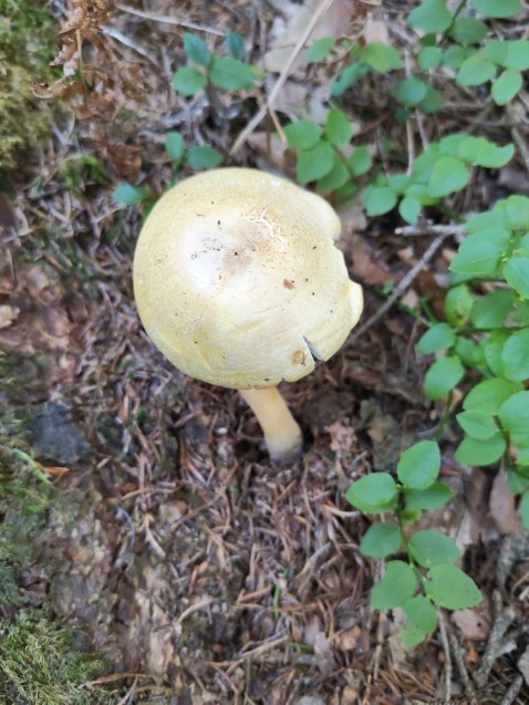 Agaricus sylvicola