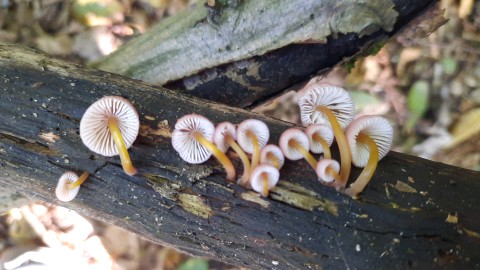 Mycena renati