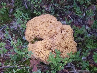 Sparassis crispa