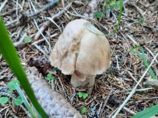 Cortinarius caperatus