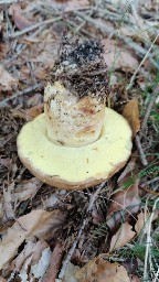 Butyriboletus appendiculatus