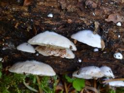 Crepidotus cesatii var. subsphaerosporus