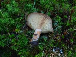 Lactarius helvus