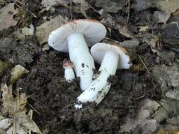 Russula lilacea