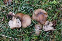 Lyophyllum paelochroum