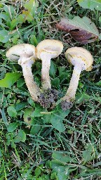 Armillaria gallica