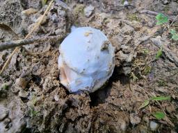 Amanita amplivelata