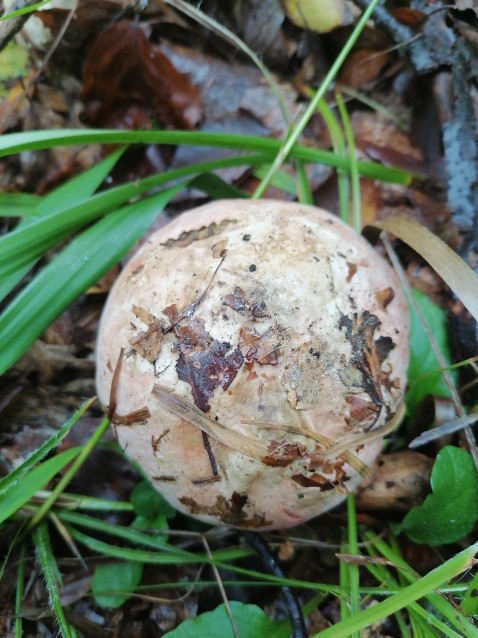 Rubroboletus rhodoxanthus