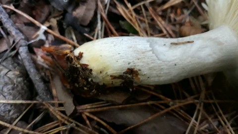 Russula ochroleuca