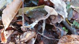 Pseudoclitocybe cyathiformis