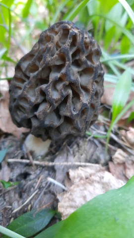 Morchella costata