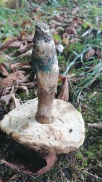 Leccinum duriusculum