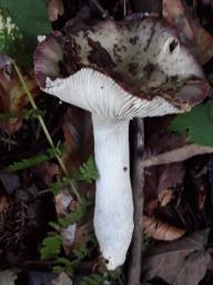 Russula cavipes