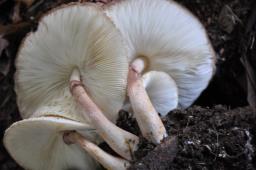 Leucoagaricus americanus