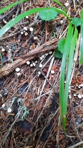 Marasmius wettsteinii