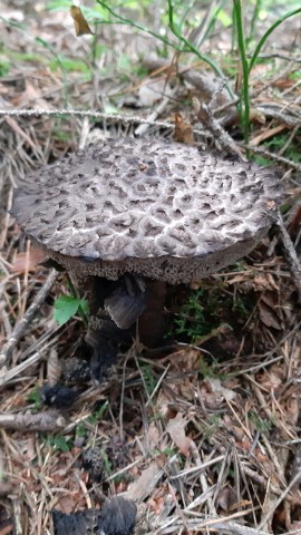 Strobilomyces strobilaceus