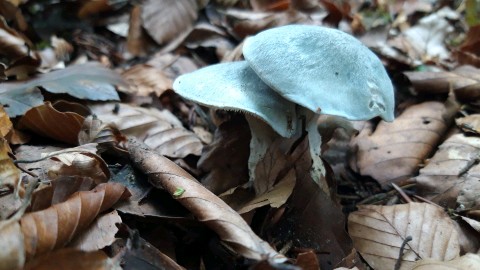 Clitocybe odora