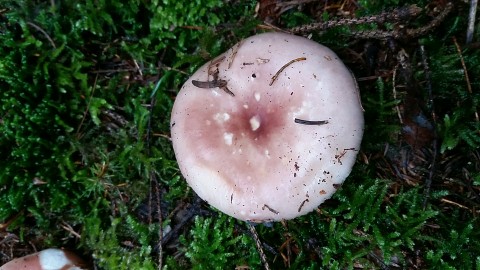 Russula vesca