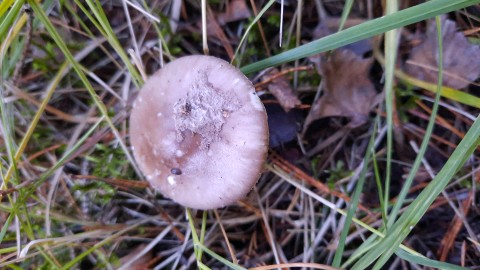 Amanita porphyria