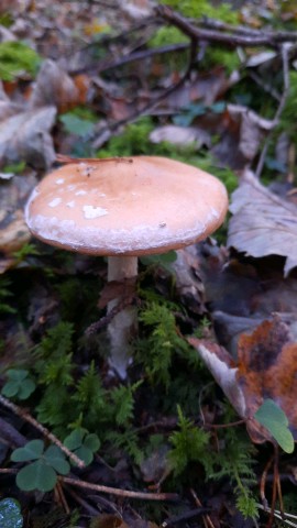 Leucocortinarius bulbiger