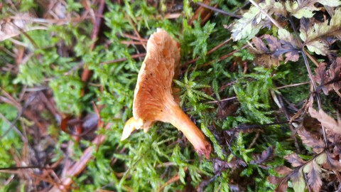 Hygrophoropsis aurantiaca