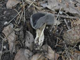 Helvella solitaria