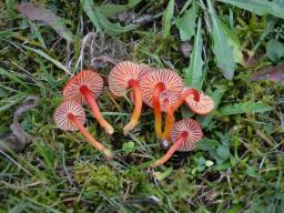 Hygrocybe coccinea