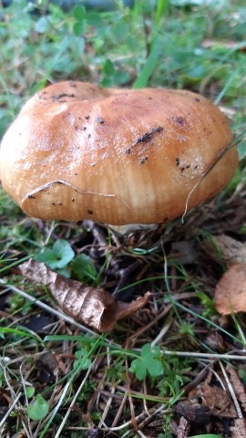 Russula foetens