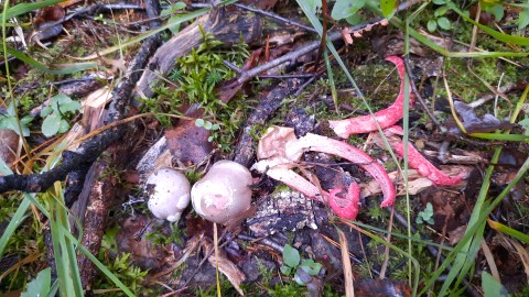 Clathrus archeri