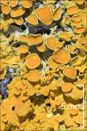 Xanthoria parietina